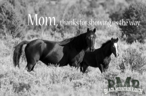 Black Mountain Ranch Wild Horse and Foal Horses Cowgirls Quotes, Horse ...