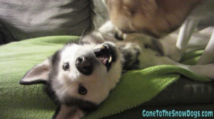 Keegan The Siberian Husky Funny Pictures Of Puppy Dogs Upside Down