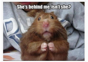 Funny Hamster Quotes