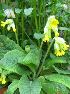 Wild Thyme Plants Frome based nursery that specialises in fragrant