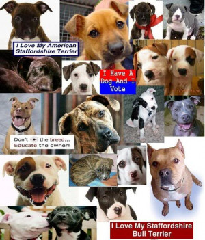 Famous Pit Bull Quotes http://hawaiidermatology.com/pitbull/pitbull ...