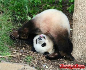 Cute and Funny Panda Pictures