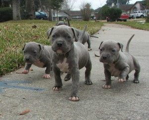... Pitbull, The Neighborhood, Baby Dogs, Funny Puppies, Blue Pit, Pit