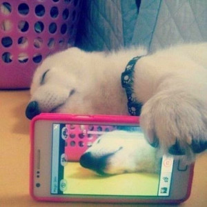 These Funny Animal Selfies Will Make Your Day