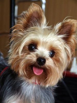 See more Interesting Facts about Yorkshire Terrier