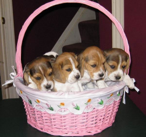 It's the Easter Beagle Basket of Beagles. If you love beagles Like I ...