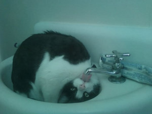 Source: http://vaingloriouspixel.com/funny-animals/drinking-water-like ...
