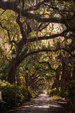 Spanish Moss, Savannah, Georgia by MALALINA43, via FlickrWalks ...