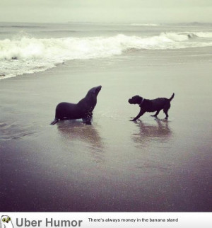 sea lion came out to play with a dog on the beach!