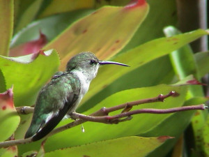 Picture of a humming bird