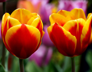 Flower Photography – 4 Quick Tips for Great Tulip Photos