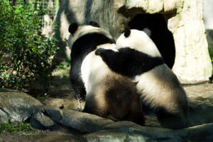 pandas-best-friends-too--large-msg-123361361059.jpg
