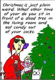 Maxine on Christmas trees in the house