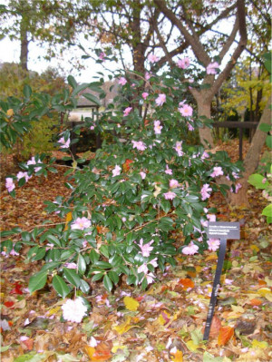 Camellia Sasanqua Winter Fancy