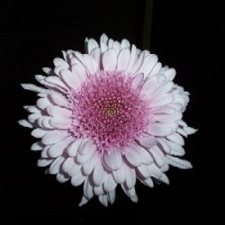 flower description flower options quantity please select half box ...