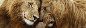 lion twitter header