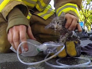 real-life-firefighter-saves-kitten-from-certain-death-in-latest-gopro ...