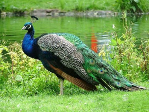 Cute Peacocks Pictures