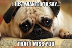 miss you pug photos | Just Wanted To Say... That I Miss You More