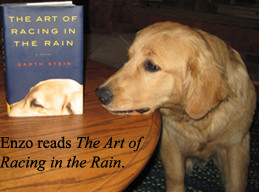 The Art of Racing in the Rain ~ by Garth Stein, 2008, fiction, 10/10