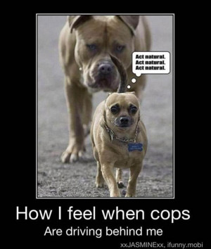 251709d1344016831-funny-pic-pit-bull.jpg