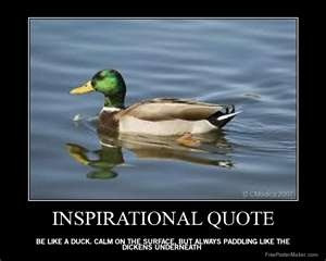 Calm on the surface, paddle like crazy underneath.