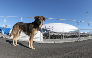 stray dog walks through Olympic Park ahead of the Sochi 2014 Winter ...