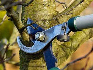 FREE Montecito Residential Tree Trimming and Pruning Quotes!
