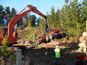 FORESTRY LOGGING TREES CUT TO YOUR SPECS