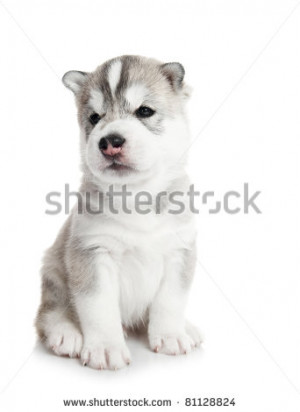 ... little puppy Siberian husky dog of three month isolated on white