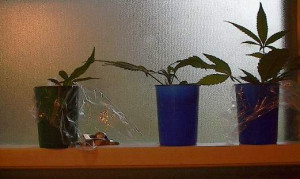 800) 863-5217 or (408) 229-8297