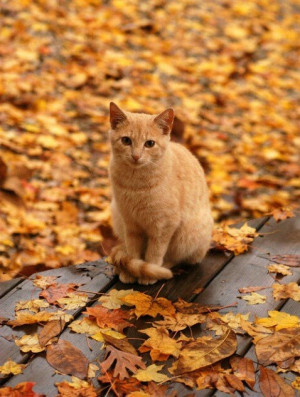 ginger cat, in fall leaves