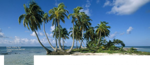 About: Facebook cover with picture of Coconut trees on unique island