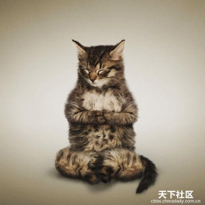 超萌！猫猫狗狗做瑜伽