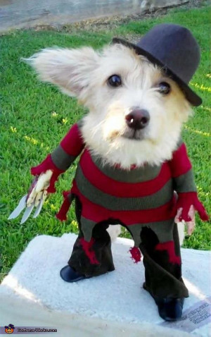 don’t always dress up my dog for Halloween…