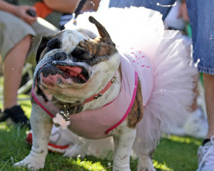 real bulldog beauty queen english bulldog parking