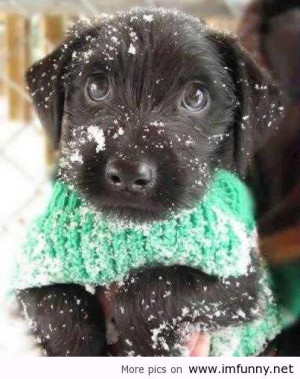 Cute Dogs With Funny Quotes Cute dog, so cute / funny