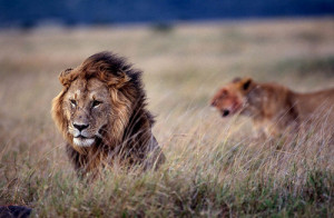 Lioness And Lion Quotes Lioness pictures on