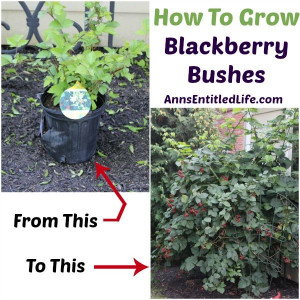 Grow Blackberry Bushes; here are my tips on growing blackberry bushes ...