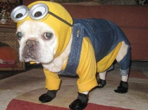The 100 Silliest Pet Halloween Costumes « Read Less