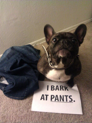 The best of Dog Shaming (30 Photos)