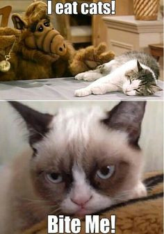 ... had forgotten lol more funny cat grumpy cat quotes memes grumpycat alf