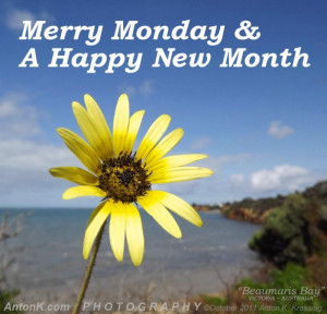 Merry Monday & a Happy New Month yellow flower Beaumaris Port Phillip ...