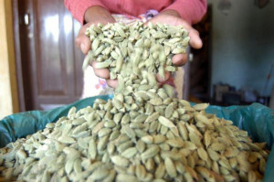 Price stability fund for cardamom favoured