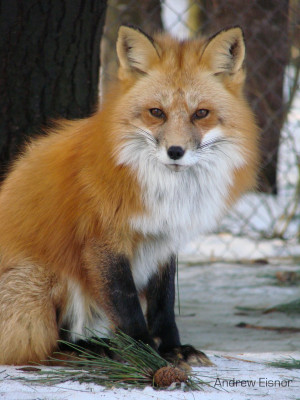 Red Fox Aeisnor