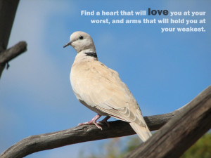 ... doves quotes 2500x1875 wallpaper Mood Love HD High Quality Wallpaper