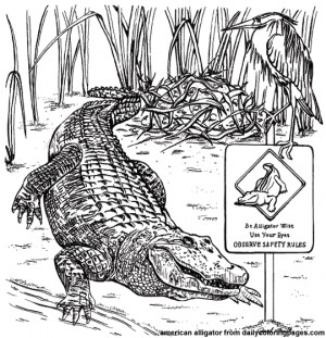 texas american alligator