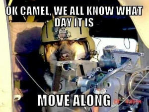 shepherd #hump day #wednesdayMilitary Dogs, Camel, Soldiers, Hump Day ...