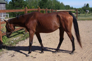 HOW TO KNOW IF YOUR HORSE TOO THIN OR TOO FAT?