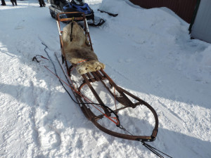 Some of these dogs do the big races over in Alaska, where they run for ...